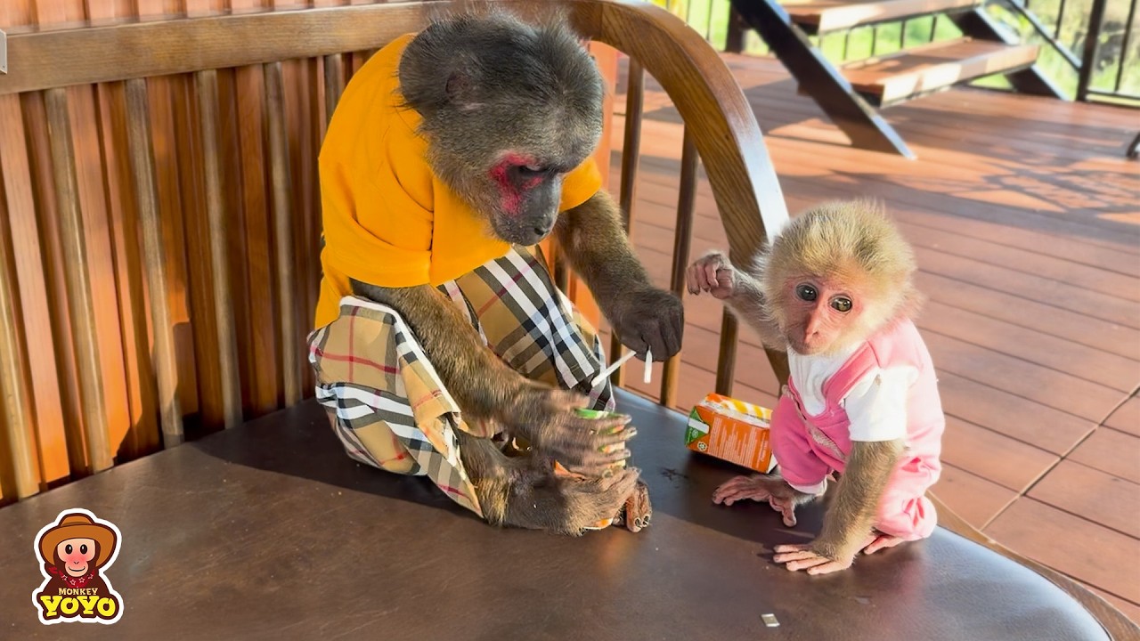 Why does YoYo Jr need surgery? Yuli helps dad get milk for YoYo Jr.