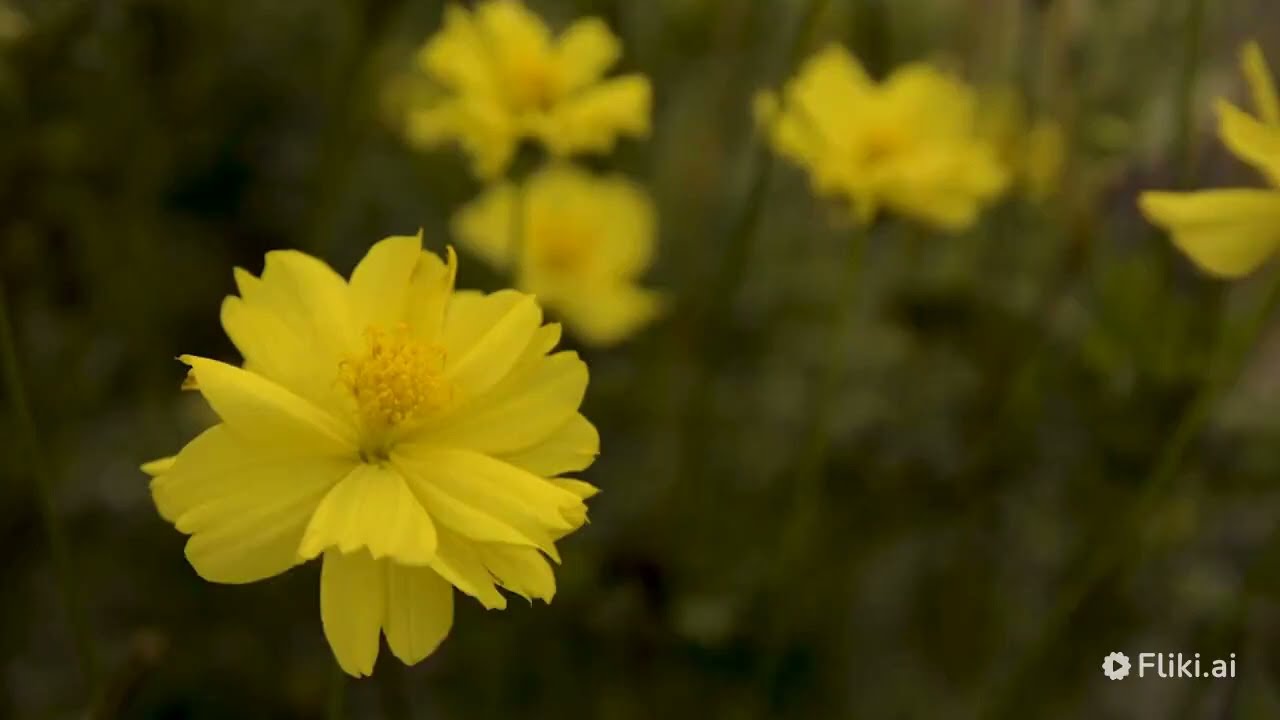 Comment les plantes poussent elles?