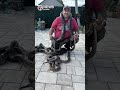Trapper removes Burmese python, 20 eggs from Cutler Bay sidewalk