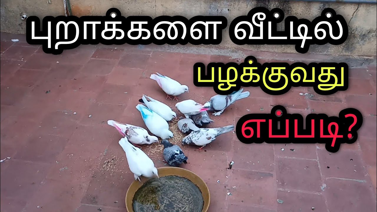 Как тренировать голубя 😀 | Как тренировать голубя дома | Возвращаемся домой 🏘️ | Советы для начин...