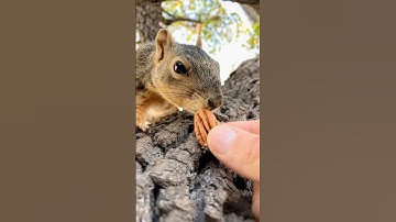 Trading up with Squirrel Baby Grand Nuts in slow motion #animals #photography #wildlife #iphone #new