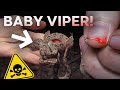 CUTEST BABY VIPERS EVER?? DEADLY MALAYAN PIT VIPERS!