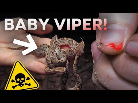 Video: Pit Viper Bite Forgiftning Hos Hunder