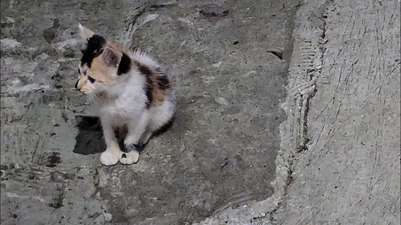 A mother cat and a baby cat YouTube