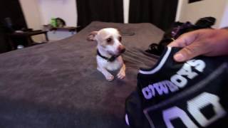 TG, Cowboys and the Mannequin Challenge