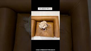 소파와 한몸인 복떠니🐶