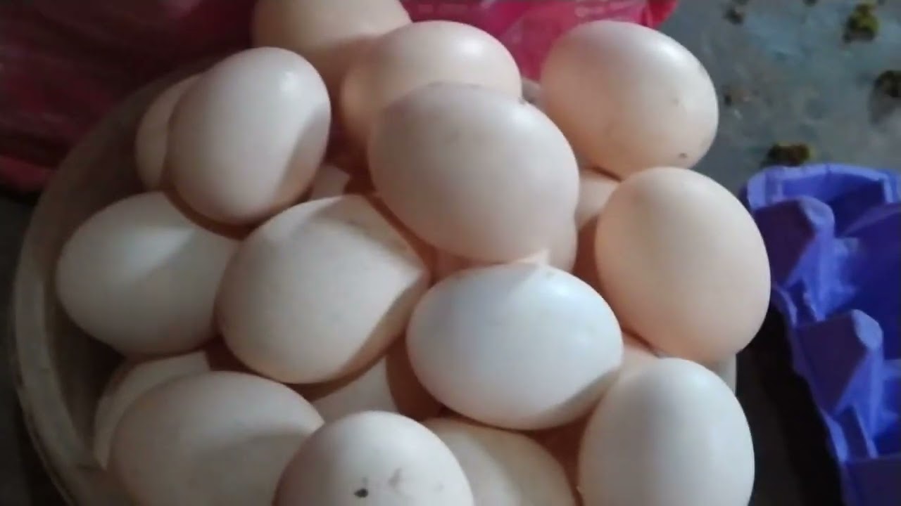 النتيجة النهائية جزء 7 ..لتجربة الازولا تمطر ذهباً ابيض 5جم ملح طعام فقط لكل كجم