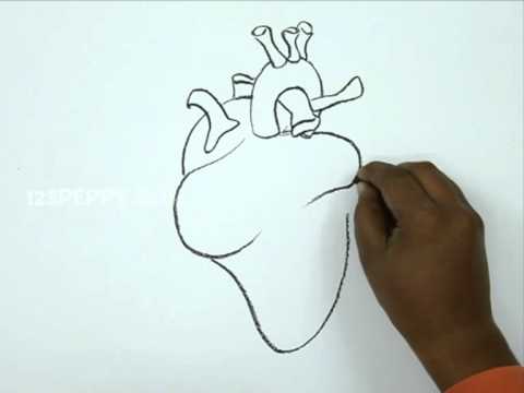 How to Draw a Human Heart - YouTube