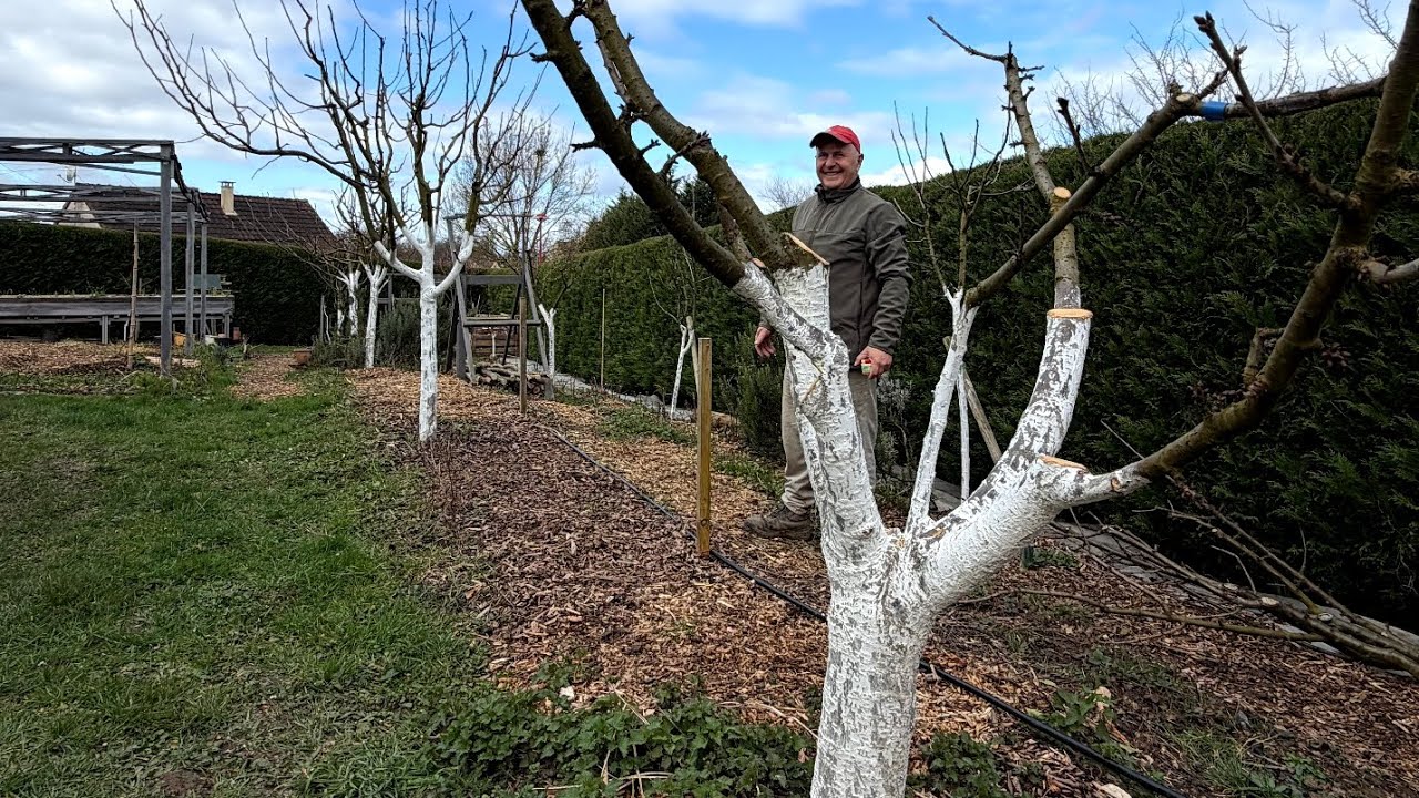 Оформяне на череша като чаша — пълна резитба и обяснение.