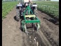 Работа  картофелекопателя КВГ-500 при выкопке молодого картофеля в начале июня