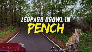 Heard A Leopard Growl While Driving Alone