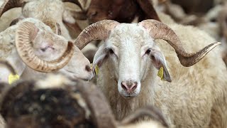 Diyanet Kurban Kesim Bedelini Açıkladı