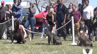 Bully Talk With Zeb Pitsremy Kennel Club Southern Clic 3 Part 3