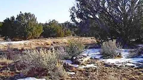 Homes for Sale - 9285 Blackberry Lane Show Low AZ ...