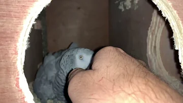 Подкладывание яиц
