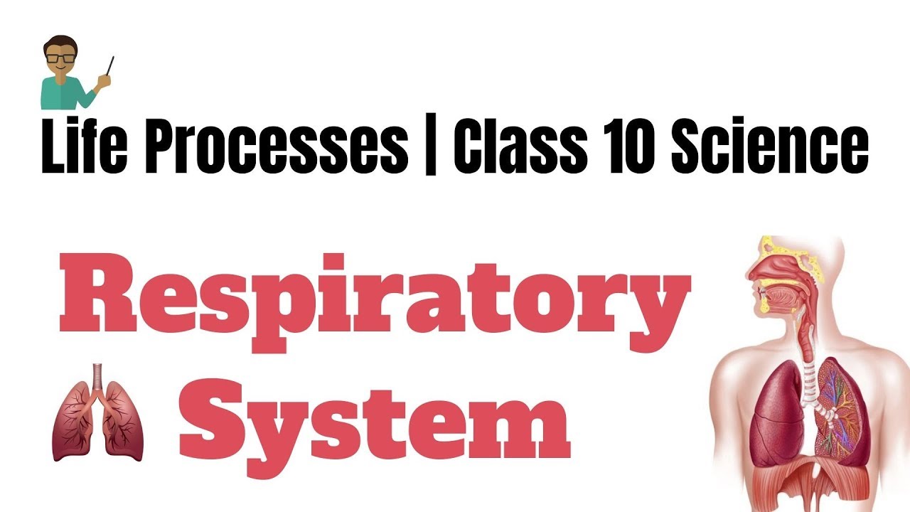 Life Processes : Introduction of respiratory system |Class 10 Science ...