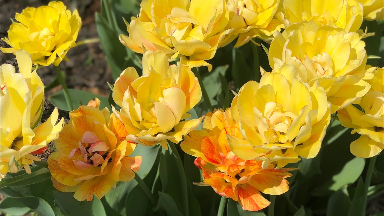 Easter Day Garden Tour, Spring time.