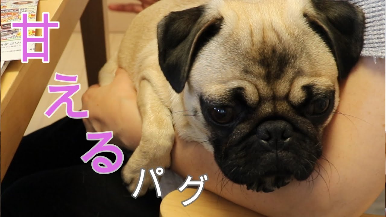 癒し 可愛い 甘えん坊すぎるパグの梅干が可愛すぎてもうメロメロ が止まらない パグ梅干 Pug Youtube