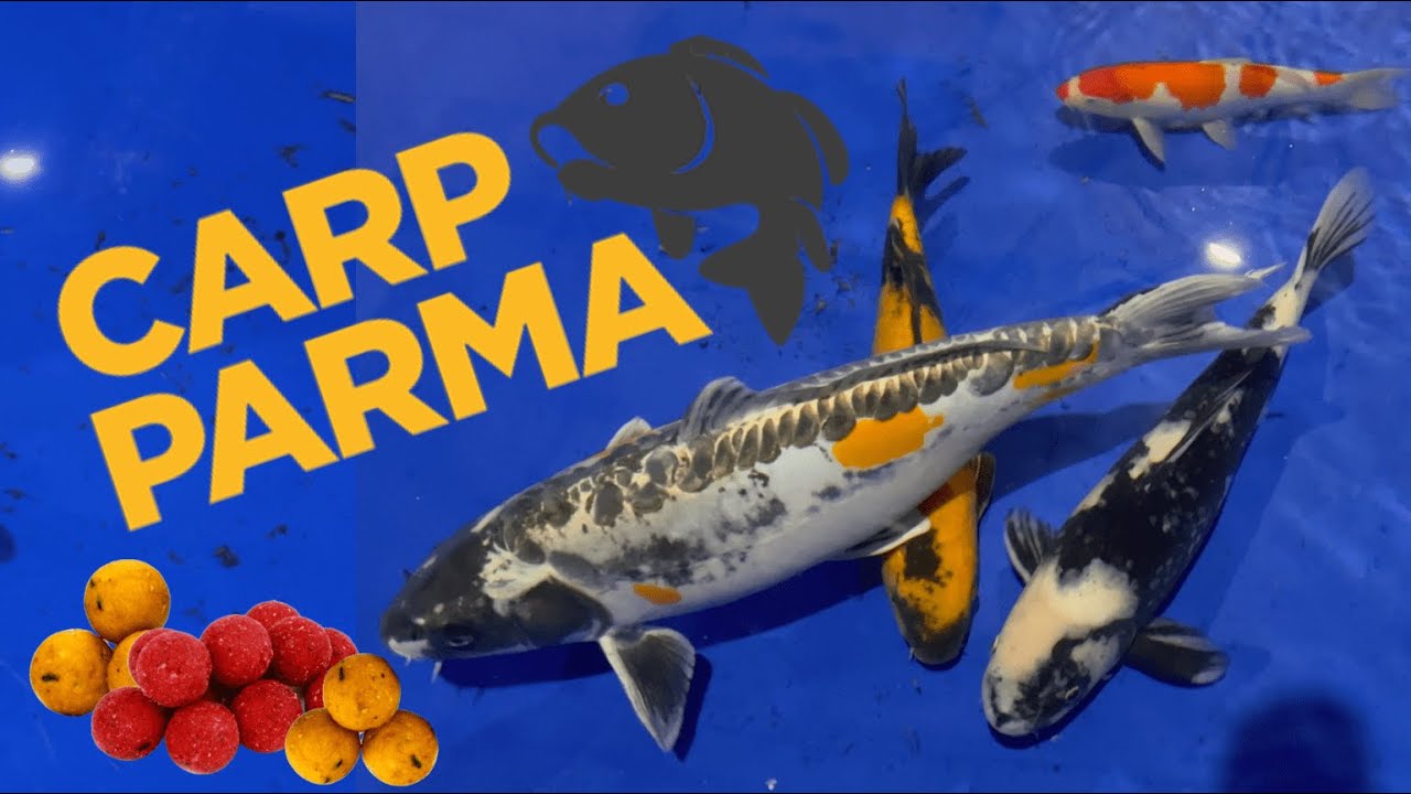 Un giro veloce CARP PARMA 2025