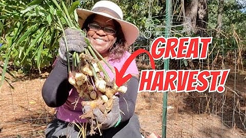 Harvesting Ginger for the First Time! Great Harvest! 