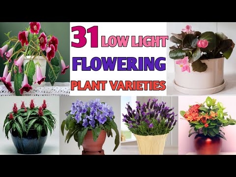 Video: Lae ligbloeiende huisplante – Huisplante wat met min lig blom