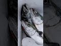 過去釣果です【新湊大橋堀岡側】明日は何処で投げるか??悪天候🌀⚡（駄目元）
