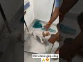 Tick medicine 💊💉 ll shihtzu Hair Cutting ✂️🛑 ll shihtzu grooming 😍💞 #shihtzus #doggie #shihtzupuppy
