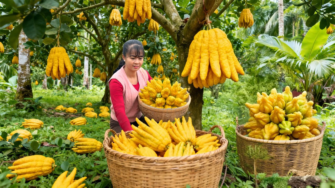 1000+ Buddha’s Hand Harvest | Big Citrus Haul & Fresh Greens