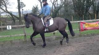SNV80680.AVI   Shadow 15hh WHP/DRESSAGE
