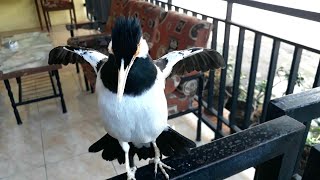 COBA pancing jalak suren malas bunyi dengan suara  CEREWET & BAWEL jalak suren ini