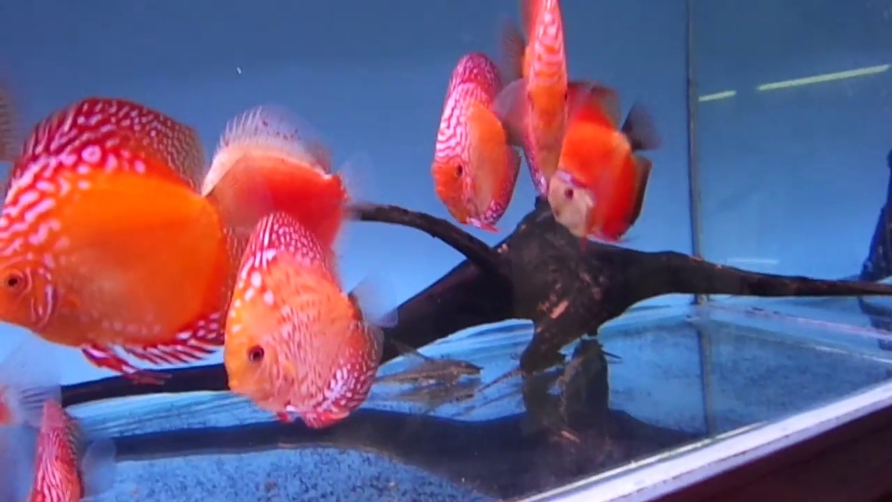 Сколько дискусов можно содержать в аквариуме? - YouTube