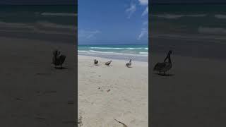 Ilha em Cuba meu amigo está lá e me mandou esse vídeo achei lindo de mais