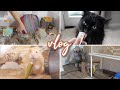 A little bit of everything  pet vlog