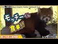 モッチーくん 食事!! レッサーパンダ 鯖江市西山動物園 Red panda Nishiyama zoo