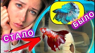 видео Рыбки-петушки в моём аквариуме