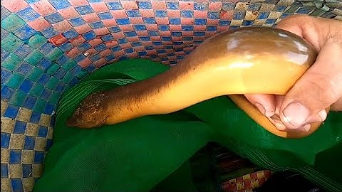 Con Lươn Mọc Sừng Quá Khủng/Đat Nguyễn Cần Giờ 