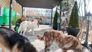 Download Lagu 진돗개 텐 패밀리,실시간 방송! 진돗개들 먹방(시저 두개,웰빙죽 한개,사료) MP3