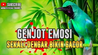 AWAS EMOSI !! PANCINGAN CUCAK IJO GACOR FULL ISIAN KASAR DONGKRAK IJO LAWAN AGAR CEPAT JAMTROK