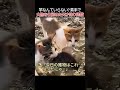 竿なんていらない!?素手で大物を仕留めた天才釣り師猫ww