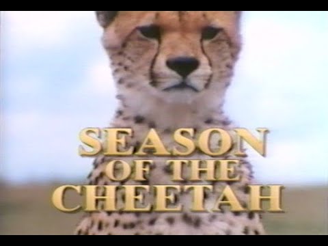 National Geographic (1991) Season of the Cheetah (Documentary) - YouTube