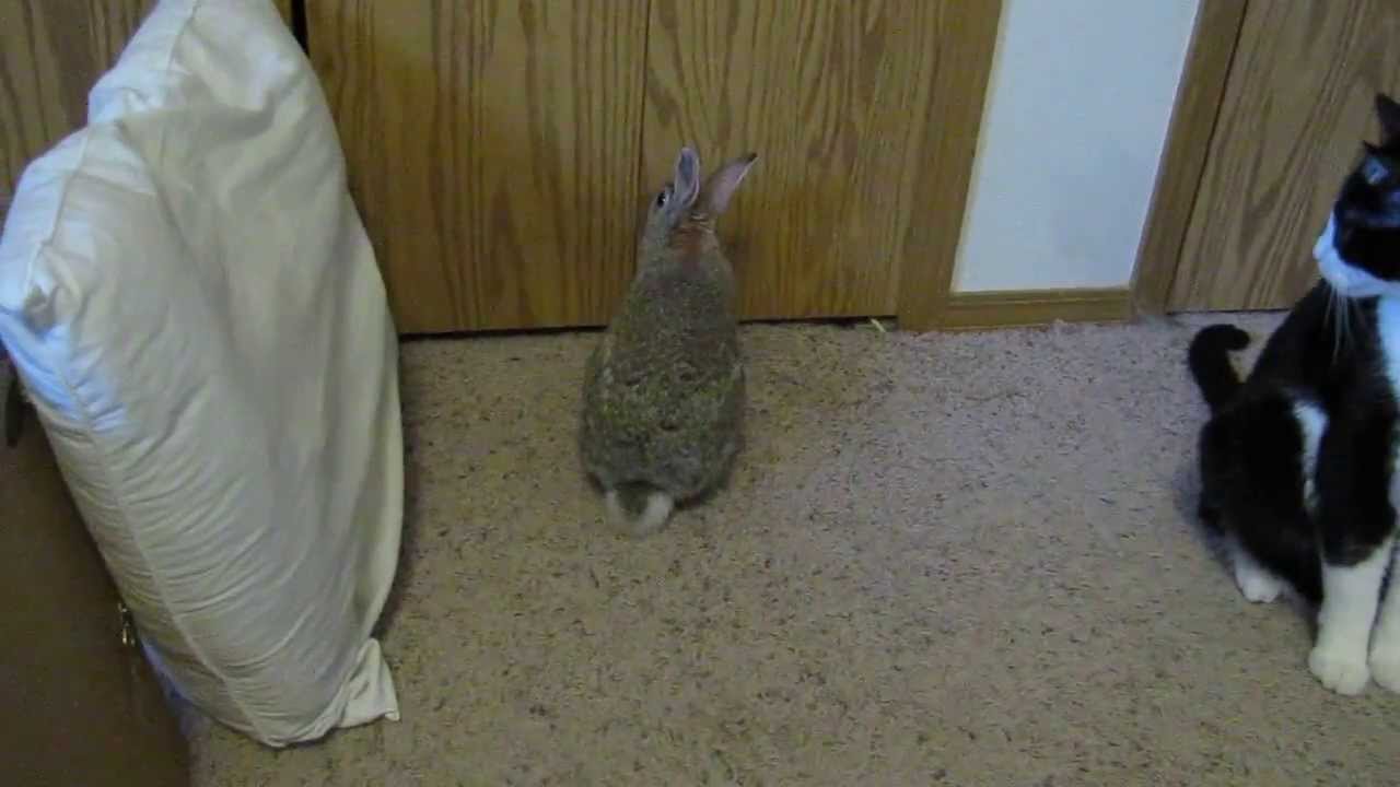 Cadbury the Cottontail Rabbit - 3 Years Old