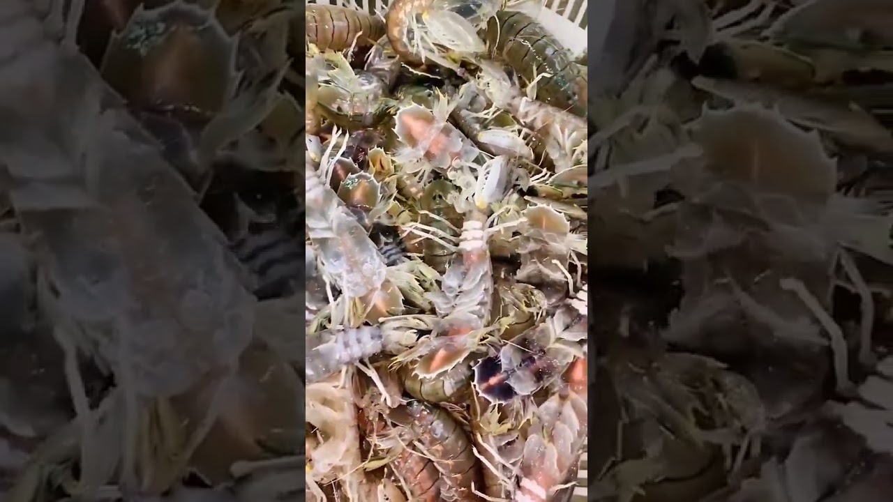 DAILY SEAFOOD MARKET  