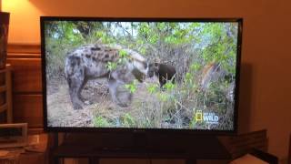 hyena lion Jaguar bite force