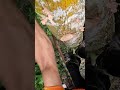 Small but too tall. Durian tree cutting.