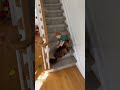 Very lucky with the good dog  #animals#pets #dog #doglife