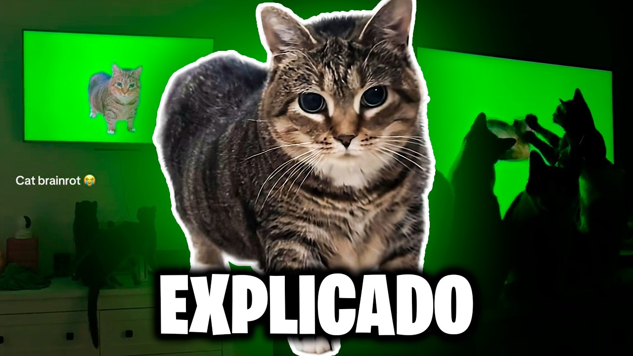GATO OIIAOIIA - DE ONDE VEIO O MEME? - YouTube