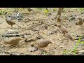 Birds Sound| Beautiful Relaxing Music | Nature music 😍😍