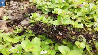 Army Ants In Costa Rica Virtual Expeditions Lindblad Expeditions