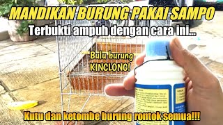 Wajib tau!!! cara memandikan burung murai agar bulu terlihat kinclong..