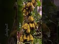 Jack tree full of fruits.